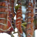 Strips of dried salmon are seen on June 25, 2009. Chum salmon runs on the Yukon River improved enough this year to allow some subsistence harvesting in Alaska, but Chinook returns did not show a similar improvement. Returns of Canada-origin fish were particularly weak. (Photo by A.R.Nanouk/U.S. Fish and WIldlife Service)