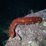 A look at the sea cucumber in its natural habitat. The season kicked off on Oct. 2 with improved prices from last year and numbers as predicted by fishery managers. (Photo courtesy of the Alaska Department of Fish and Game)