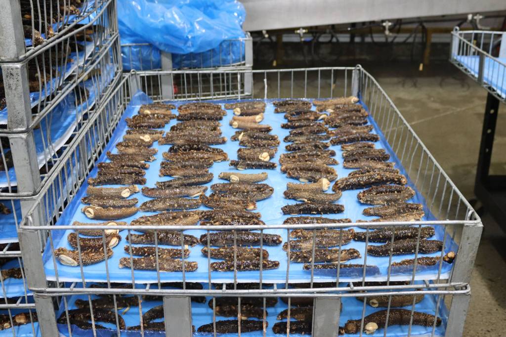 Cleaned sea cucumbers at the Alaska Glacier Seafoods plant on Thursday. The end use determines how the Echinoderms will be processed. (Meredith Jordan/ Juneau Empire)