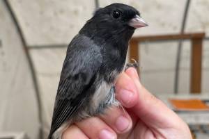 A slate-colored junco awaits release back into the forest after biologists at Creamers Field Migration Station noted it was their 2,000th songbird capture of the season. (Photo courtesy of Alaska Songbird Institute)