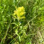 Yellow paintbrush flowers are among the late-blooming flowers in our meadows. (Photo by Mary F. Willson)