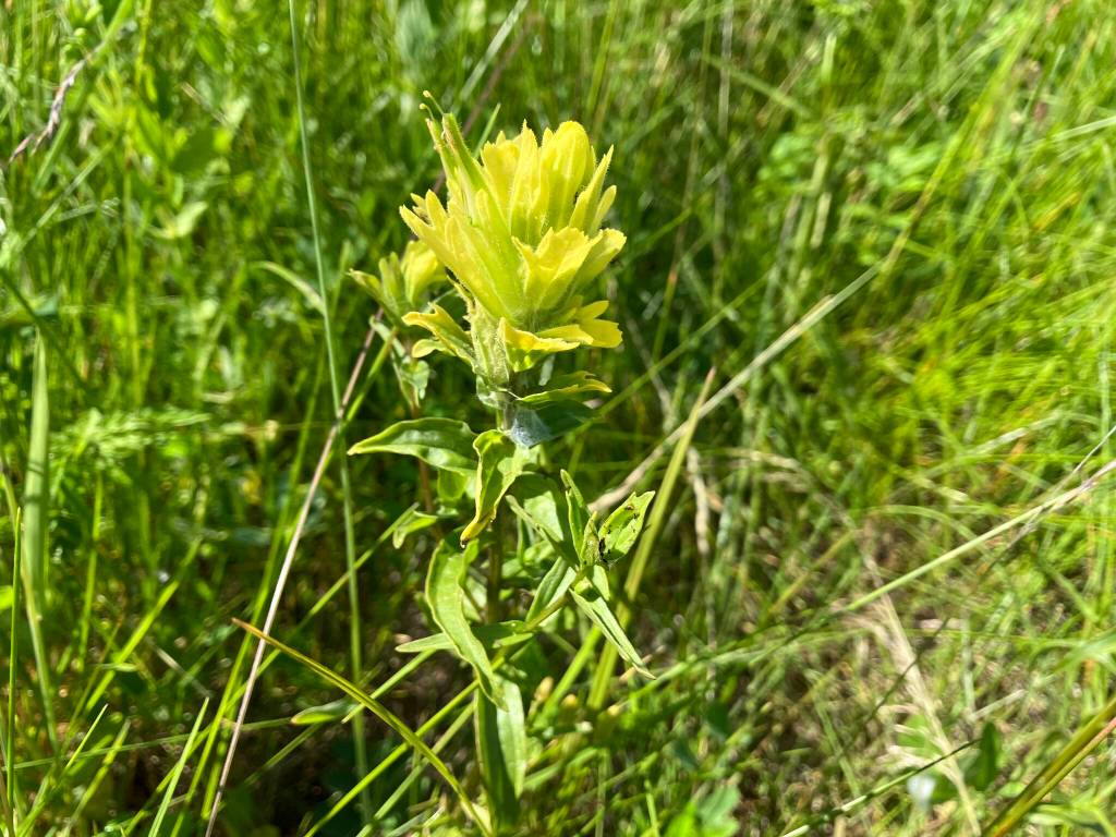 Yellow paintbrush flowers are among the late-blooming flowers in our meadows. (Photo by Mary F. Willson)