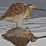 An unidentified dowitcher preens and shows its movable bill tip that is useful for probing for invertebrates in the mud. (Photo by Bob Armstrong)