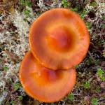 Twins seen along the Under Thunder Trail on Oct. 4. (Photo by Denise Carroll)