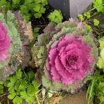 Colorful wild cabbage in a downtown garden on Oct. 13. (Photo by Denise Carroll)