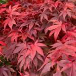 Vibrant Japanese maple tree seen near Starr Hill on Oct. 13. (Photo by Denise Carroll)