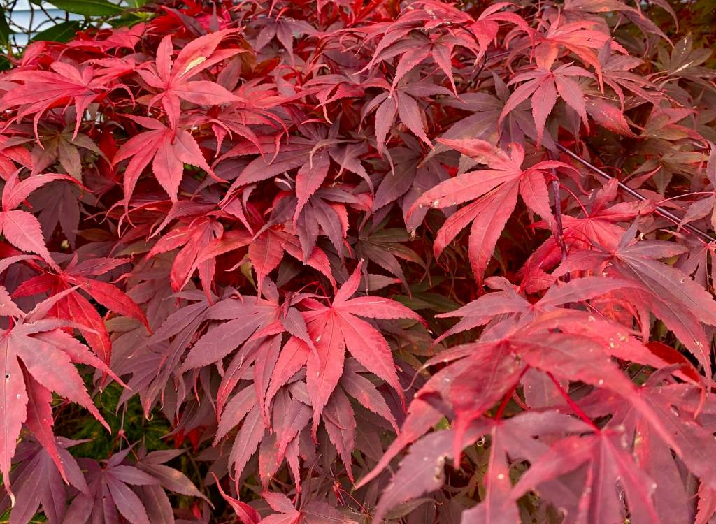 Vibrant Japanese maple tree seen near Starr Hill on Oct. 13. (Photo by Denise Carroll)