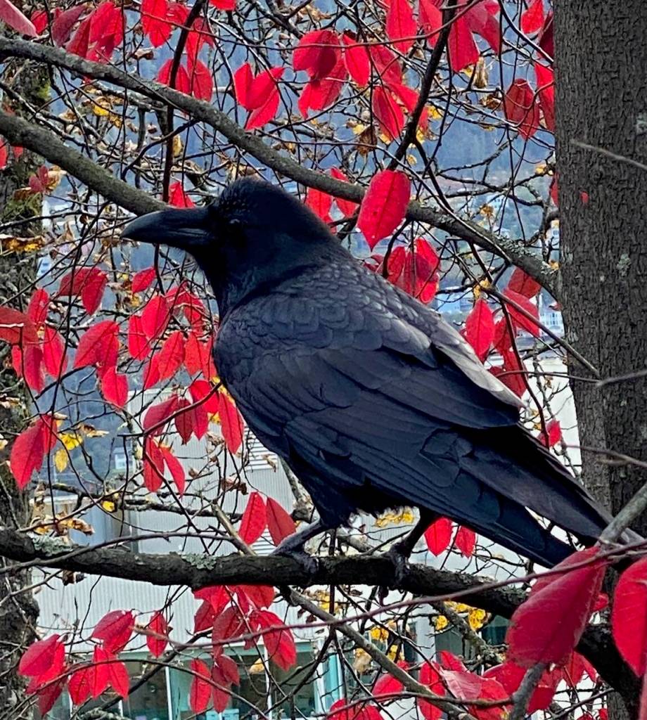 Red and black: a raven stands out against the autumn leaves near the downtown library on Oct. 13. (Photo by Denise Carroll)