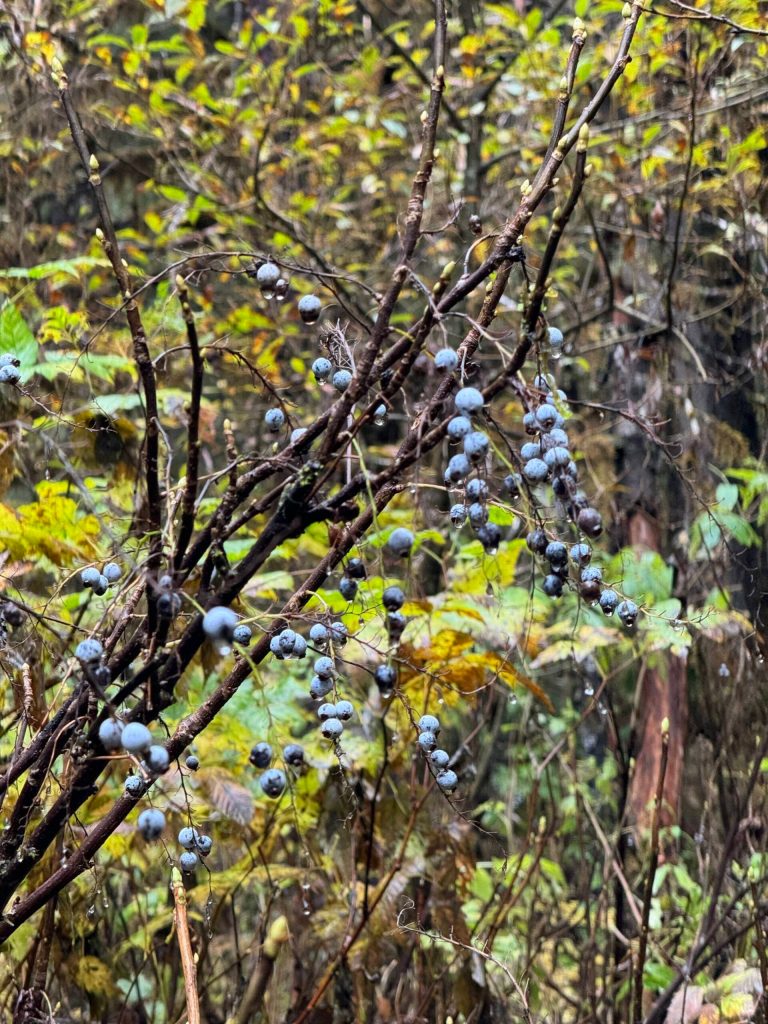 Stink currants along the Salmon Creek Dam Trail on Oct. 14. (Photo by Deana Barajas)