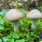 Mushrooms along the Salmon Creek Dam Trail on Oct. 14. (Photo by Deana Barajas)