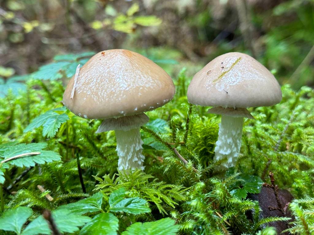 Mushrooms along the Salmon Creek Dam Trail on Oct. 14. (Photo by Deana Barajas)