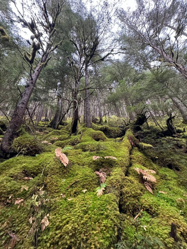 Moss covering the rocky mountain give the illusion the ground is soft as a pillow on the Salmon Creek Dam Trail on Oct. 14. (Photo by Deana Barajas)