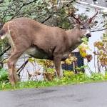 Three-point buck eating greens near tank farm south of downtown Juneau on Oct. 7. (Photo by Steve Hamilton)