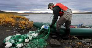 Fisheries biologist Randy Brown of the U.S. Fish and Wildlife Service in Fairbanks handles a net used for dolly varden trout in northern Alaska. (Photo by Katrina Liebich)