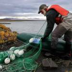 Fisheries biologist Randy Brown of the U.S. Fish and Wildlife Service in Fairbanks handles a net used for dolly varden trout in northern Alaska. (Photo by Katrina Liebich)