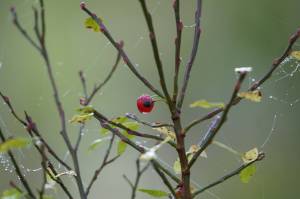 A lone berry hangs from a bush on the edge of a muskeg in which the author and his wife sought a buck, but found a doe. (Photo by Jeff Lund)
