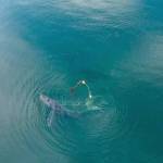 An entangled humpback whale seen from above on Oct. 10 near Glacier Bay National Park and Preserve. (Photo by Sean Neilson, NOAA MMHSRP Permit No. 24359)