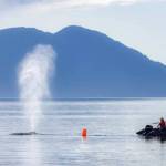 Workers free an entangled humpback whale on Oct. 10 near Glacier Bay National Park and Preserve. (Photo by Sean Neilson/NOAA MMHSRP Permit No. 24359