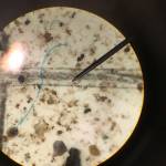 A tiny blue plastic fiber that fell within a raindrop in the Thane area of Juneau. The view is of filter paper that captured the plastic fiber, as viewed through a microscope. (Photo courtesy Sonia Nagorski)