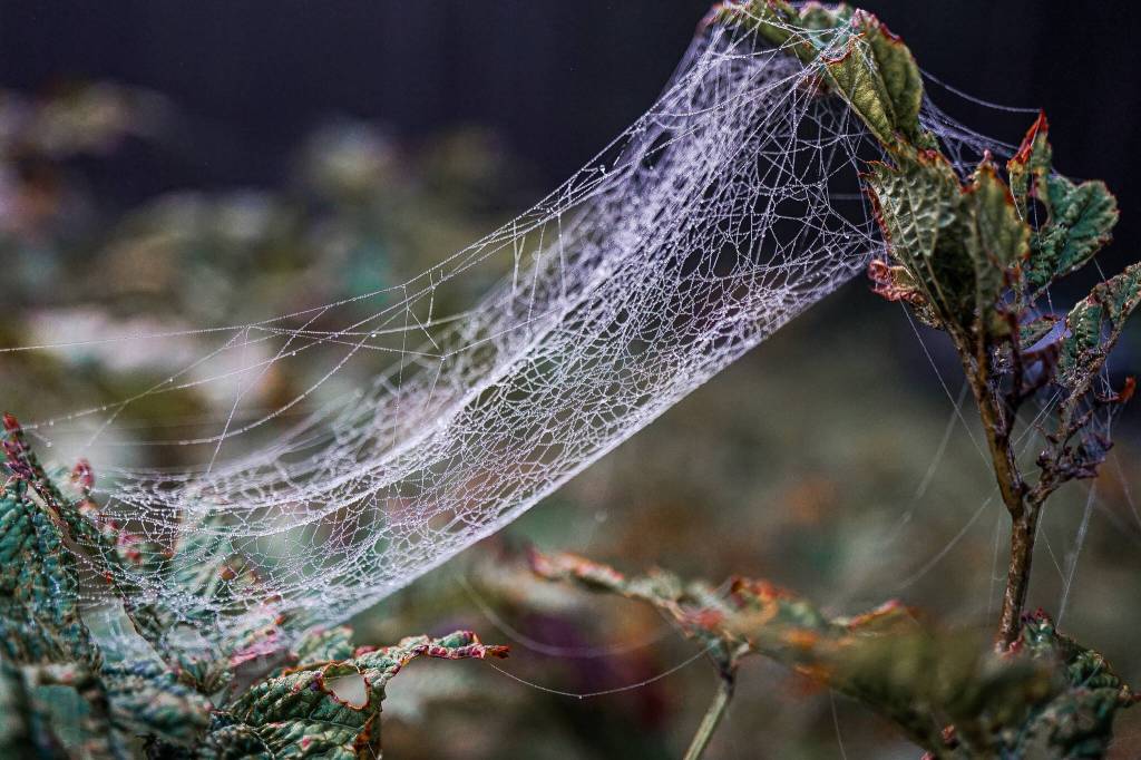 Morning dew coats spiderwebs on Prince of Wales Island on Oct. 20. (Photo by Marti Crutcher)