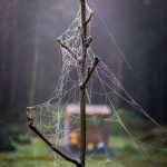 Dew-coated spider webs drape the top of an alder tree on Prince of Wales Island on Oct. 20. (Photo by Marti Crutcher)
