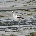 An American avocet on the wetlands recently. (Photo by Patty Rose)