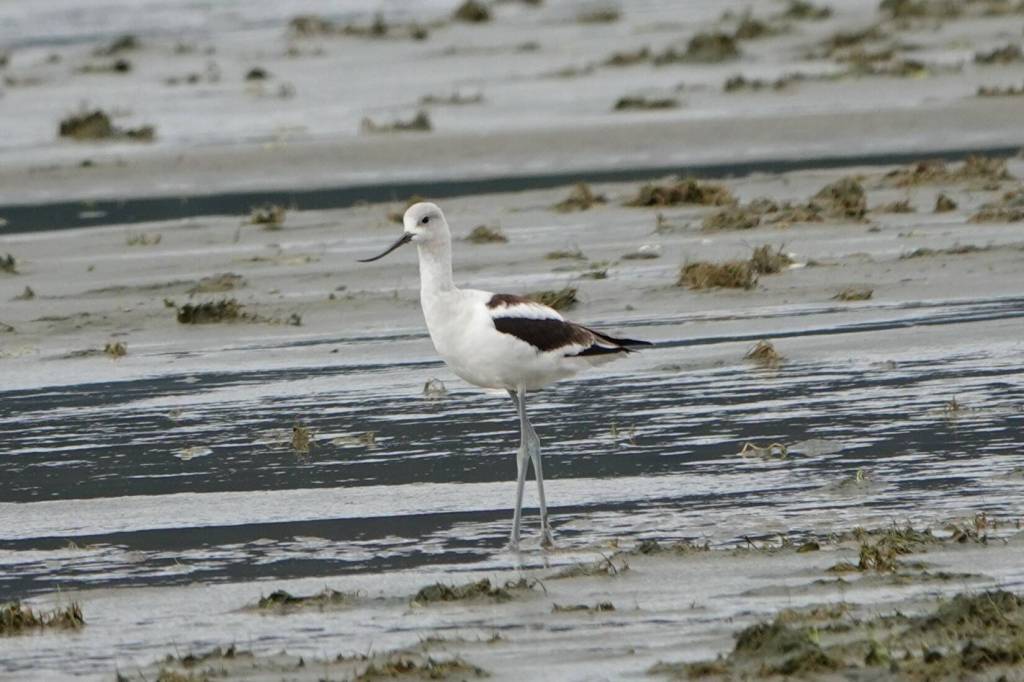 An American avocet on the wetlands recently. (Photo by Patty Rose)