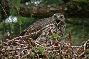 An American goshawk female in brown juvenile plumage guards her nest. (Photo by Bob Armstrong)