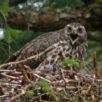 An American goshawk female in brown juvenile plumage guards her nest. (Photo by Bob Armstrong)