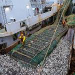 Crew members adjust the net as it releases fish aboard the Northern Hawk factory trawler on Saturday, Aug. 5 in the Bering Sea. (Photo by Loren Holmes/Anchorage Daily News)
