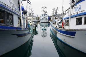 Fishing boats line the docks in Kodiaks St. Paul Harbor on Oct. 2, 2022. Fish-harvesting employment has been declining since 2015, with multiple factors at play, according to an Alaska Department of Labor and Workforce Development analysis. (Photo by Yereth Rosen/Alaska Beacon)