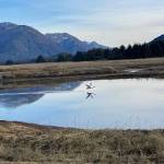 A swan and its reflection in the water shortly after takeoff near the Airport Dike Trail on Nov 3. (Photo by Tony Sholty)