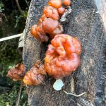 Fall colors beyond the trees along Perseverance Trail on Nov. 4. (Photo by Deana Barajas)