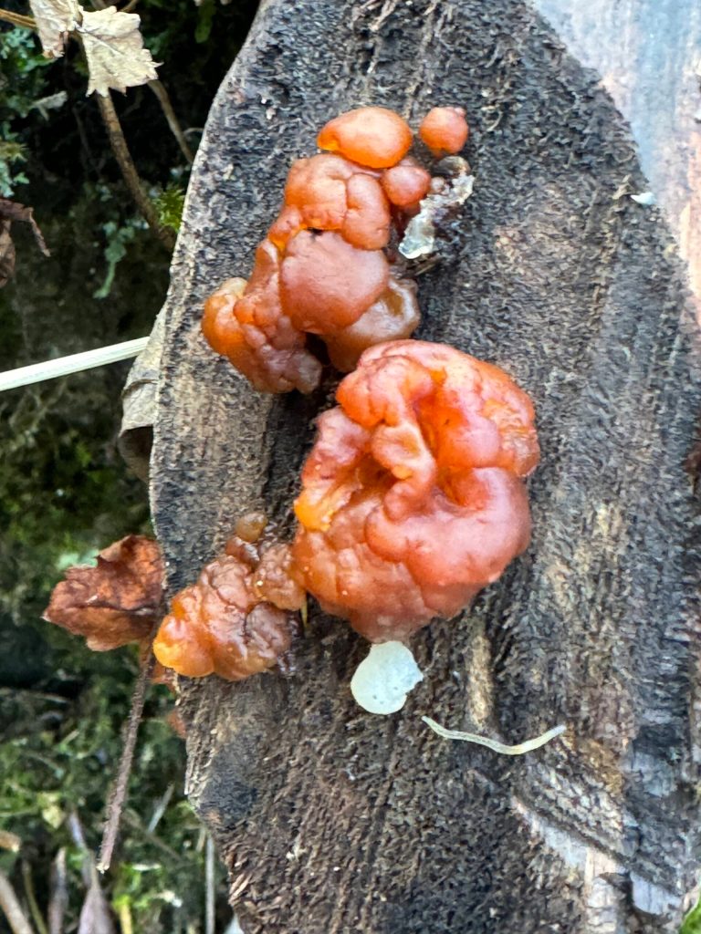 Fall colors beyond the trees along Perseverance Trail on Nov. 4. (Photo by Deana Barajas)