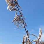 The feathery look of fireweed in the Mendenhall wetlands on Oct. 22. (Photo by Denise Carroll)
