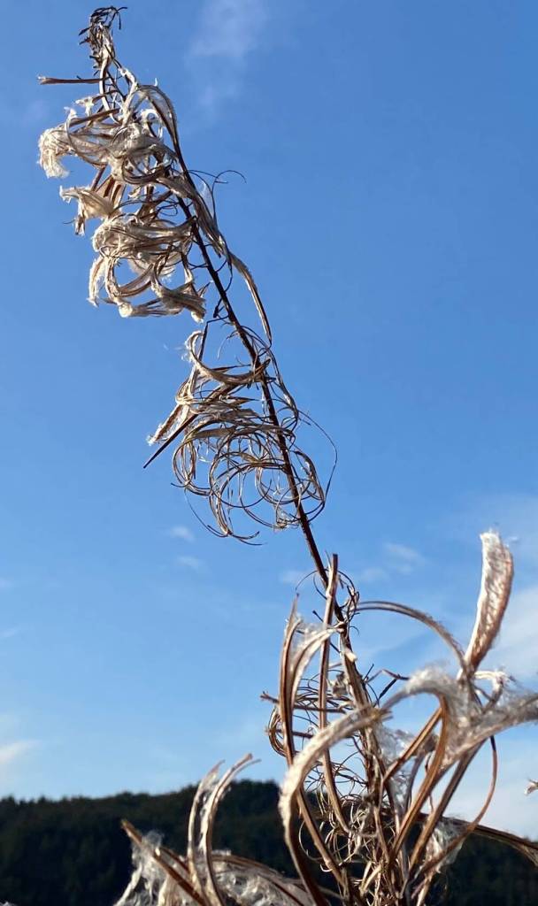 The feathery look of fireweed in the Mendenhall wetlands on Oct. 22. (Photo by Denise Carroll)