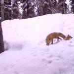 Two red foxes investigate a den site in Interior Alaska during a recent springtime. (Photo by Ned Rozell)