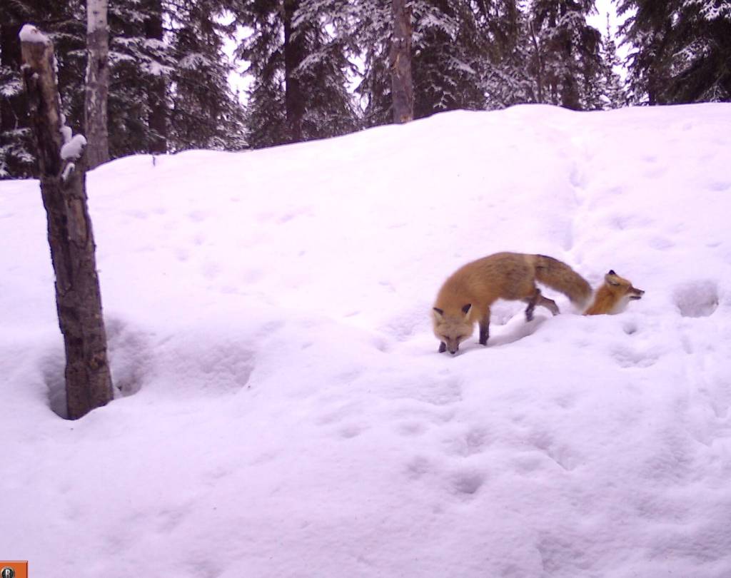 Two red foxes investigate a den site in Interior Alaska during a recent springtime. (Photo by Ned Rozell)