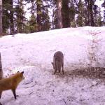 A red fox encounters a coyote that is examining its den site in Interior Alaska. (Photo by Ned Rozell)