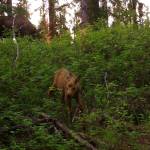 A baby moose wanders near a fox den during its first few days of existence with its mother and twin (above) in Interior Alaska. (Photo by Ned Rozell)