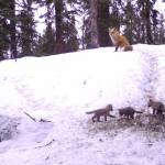 Three fox kits emerge from their birthing den while a parent fox watches from above in Interior Alaska. (Photo by Ned Rozell)