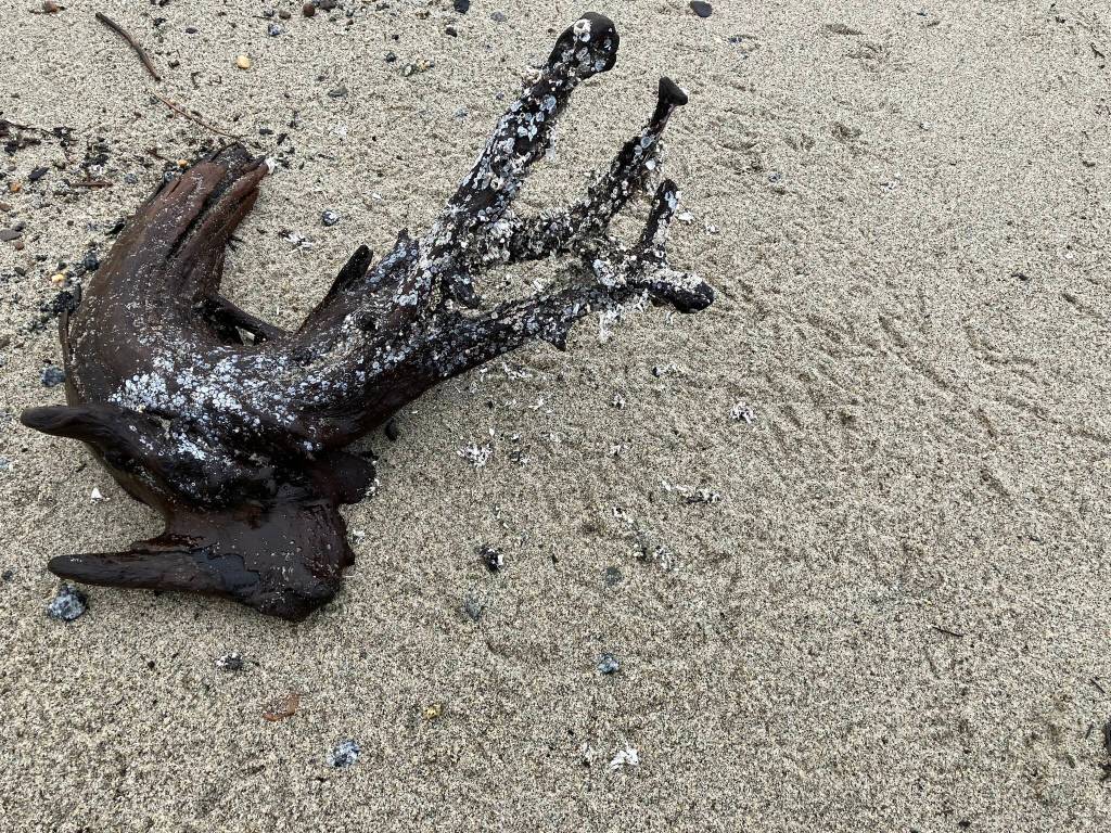 The footprints of gulls tell the story of who ate the barnacles from the old snag. (Photo by Mary F. Willson)