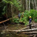 From left to right, Robert Hughes (KKCFP), Eric Castro (USFS), Kelsey Dean (SAWC) and Angelo Lerma (KKCFP) pause to assess the placement of a log into Shorty Creek on Kuiu Island. Adding wood to streams helps build salmon habitat, and adds flood-resilient structure to the stream and banks. (Photo by Lee House)