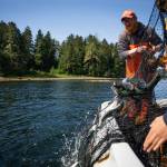 Quinn Aboudara, coordinator of the Klawock Indigenous Stewards Forest Partnership, works with youth from the local Alaskan Youth Stewards crew to harvest salmon for the community. In addition to forestry work, community forest partnerships also take a holistic approach, and lead seasonal efforts to harvest and provide foods for their local communities. (Photo by Lee House)