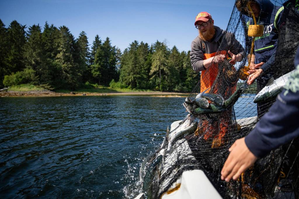 Quinn Aboudara, coordinator of the Klawock Indigenous Stewards Forest Partnership, works with youth from the local Alaskan Youth Stewards crew to harvest salmon for the community. In addition to forestry work, community forest partnerships also take a holistic approach, and lead seasonal efforts to harvest and provide foods for their local communities. (Photo by Lee House)