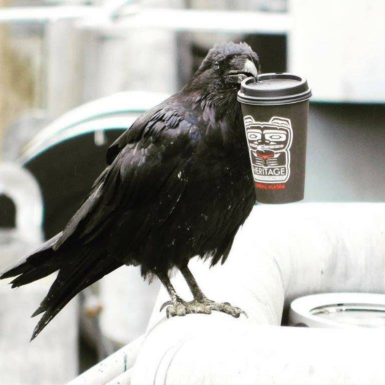 A raven grips a paper Heritage Coffee takeaway cup in its beak. (Photo courtesy Grady Saunders)