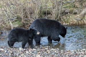 A female bear with her cubs: bears have direct-development life cycles, looking like bears from the time they are born. (Photo by Jos Bakker)