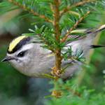 A female golden-crowned kinglet searches for insects in confer foliage. (Photo by Mark Schwann)