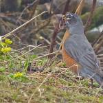 A female robin carries a wad of earthworms to her chicks. (Photo by Bob Armstrong)