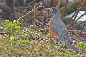 A female robin carries a wad of earthworms to her chicks. (Photo by Bob Armstrong)
